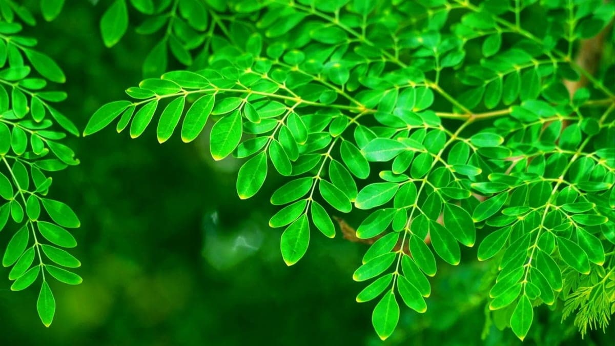 Moringa Powder